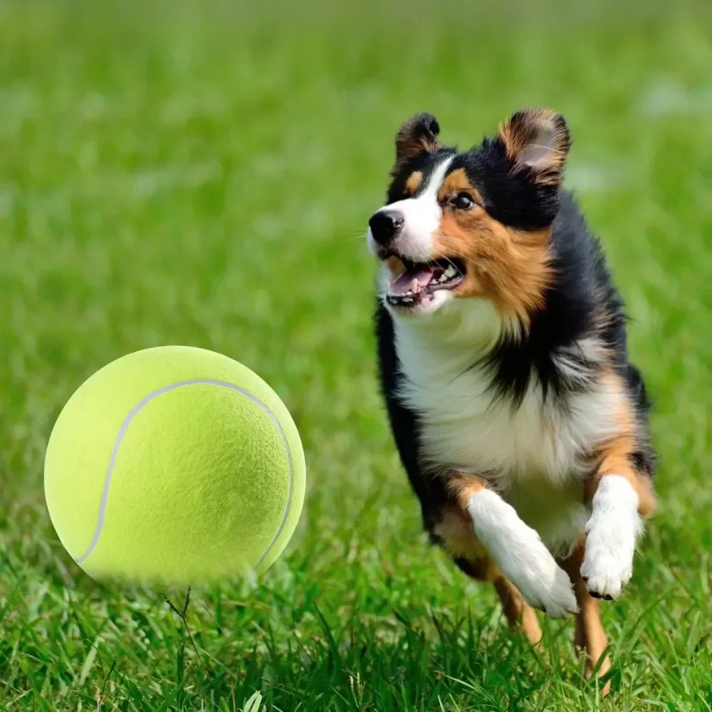 Giant Tennis Ball For Dogs