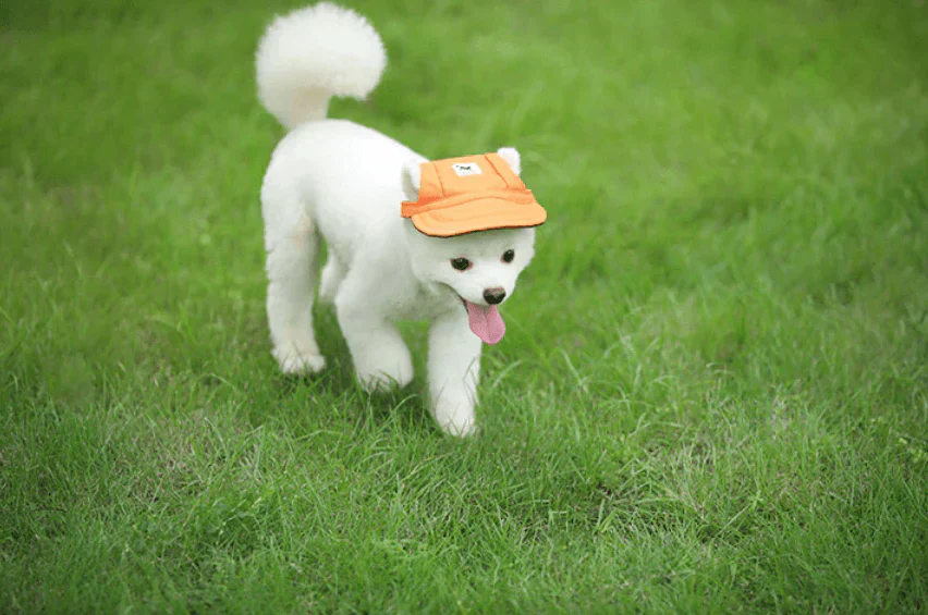 PawShade Pet Cap – Round Brim Style - Image 4