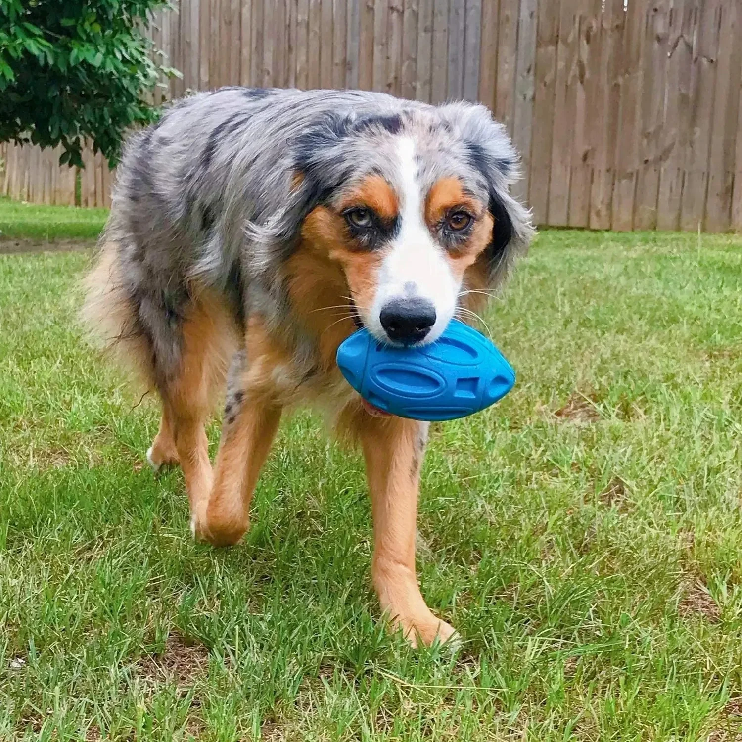 Squeaky Dog Toys for Aggressive Chewers