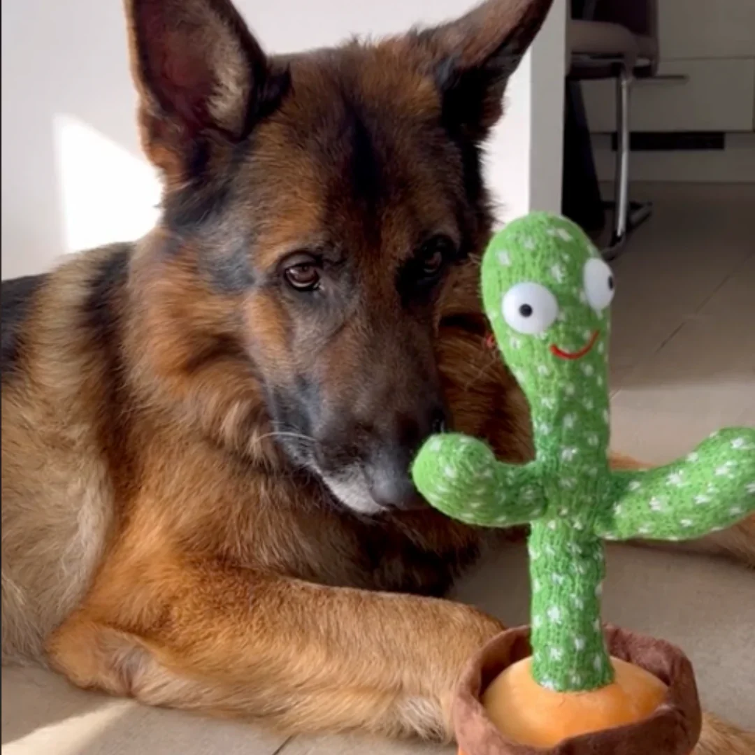Talk-to-Me Cactus - Image 2